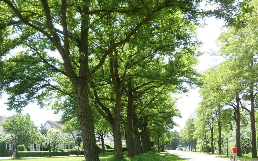 Aannemer haalt zonder vergunning negen gezonde bomen neer