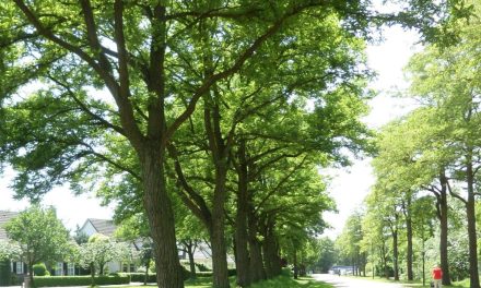 Aannemer haalt zonder vergunning negen gezonde bomen neer