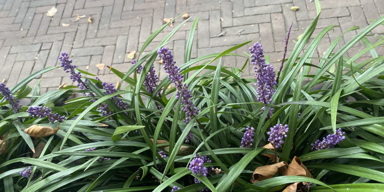 Gemeente De Bilt strijdt mee in NK Tegelwippen: ‘We willen onze tuinen groener maken’