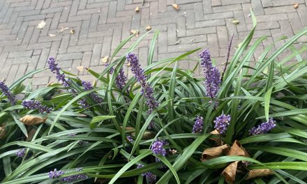 Gemeente De Bilt strijdt mee in NK Tegelwippen: ‘We willen onze tuinen groener maken’