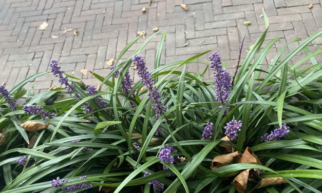 Gemeente De Bilt strijdt mee in NK Tegelwippen: ‘We willen onze tuinen groener maken’