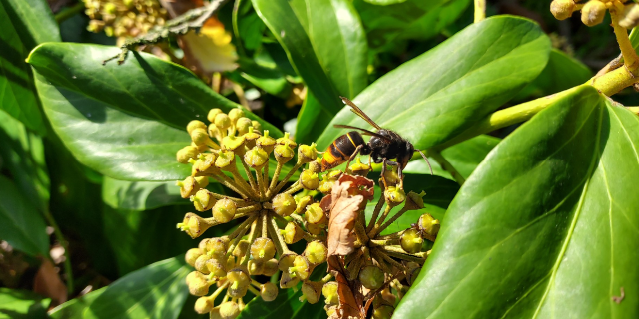 De Aziatische hoornaar rukt op: hoe De Bilt zich verdedigt