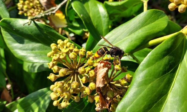 De Aziatische hoornaar rukt op: hoe De Bilt zich verdedigt
