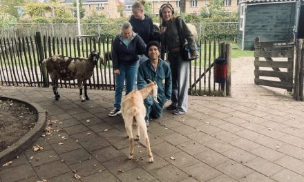 Kinderboerderij de Schaapskooi in De Bilt zet de dieren in het zonnetje op Dierendag