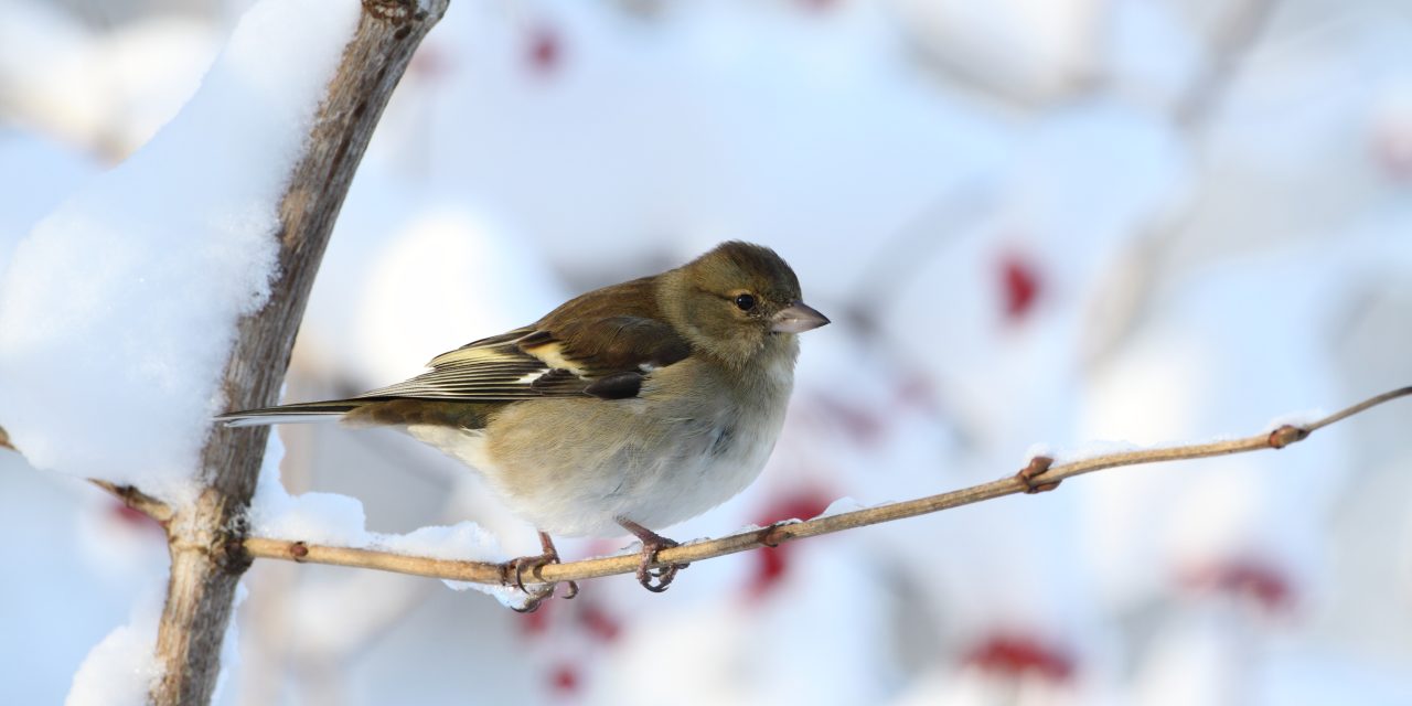 Meer verzwakte vogels tijdens uitzonderlijk winterweer in Nederland