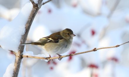 Meer verzwakte vogels tijdens uitzonderlijk winterweer in Nederland