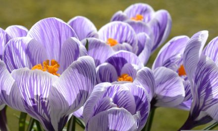 Hoe de Bilthovense Boekhandel de lente in gaat