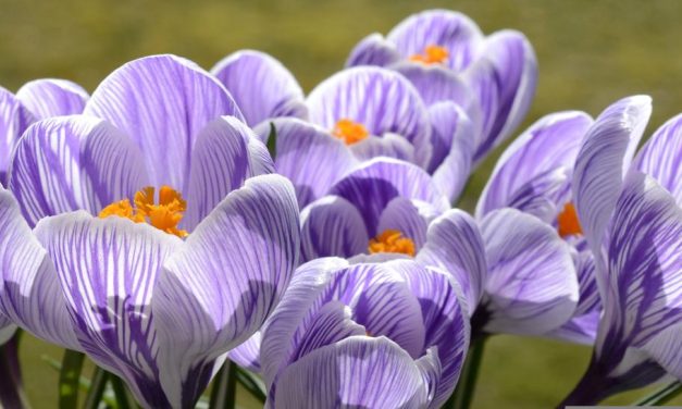 Hoe de Bilthovense Boekhandel de lente in gaat