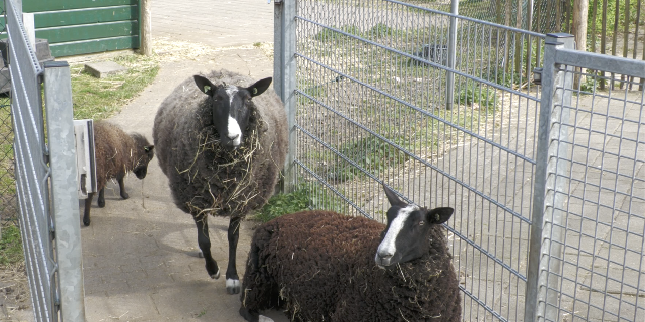 De start van de lente bij Boederij Schaapskooi