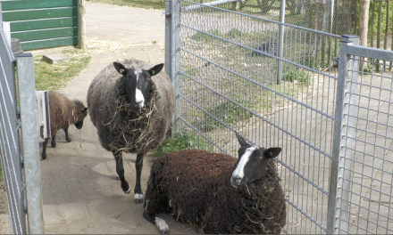 De start van de lente bij Boederij Schaapskooi