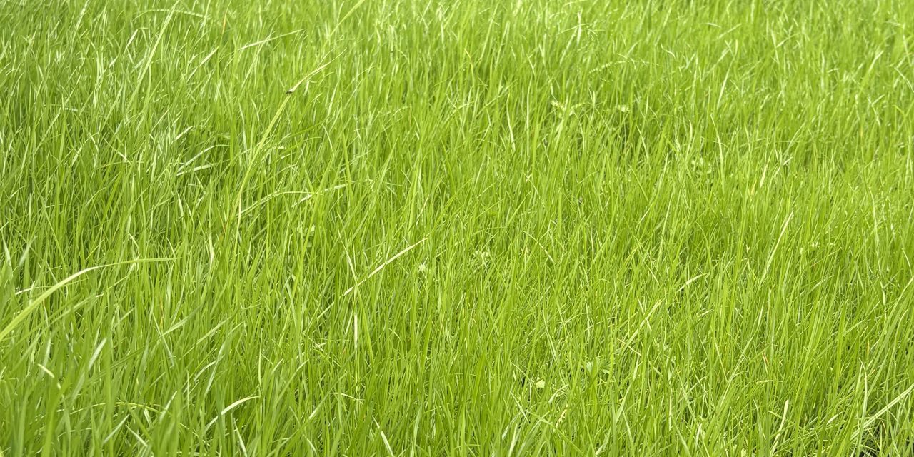 Een kijkje bij de Bilthovense Open-Tuinen Dag