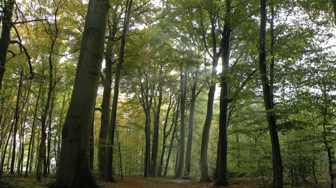 Hilversum viert 600 jaar met bomenplantactie: International School Hilversum plant bomen voor Huydecopersbos