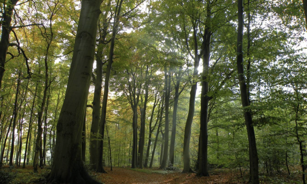 Hilversum viert 600 jaar met bomenplantactie: International School Hilversum plant bomen voor Huydecopersbos