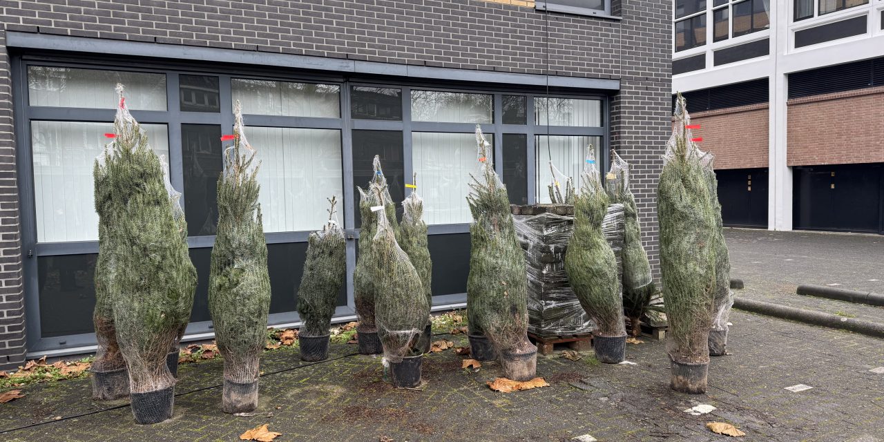 Adoptie kerstboom van VONK in de wijk moet zorgen voor een duurzamere kerst.