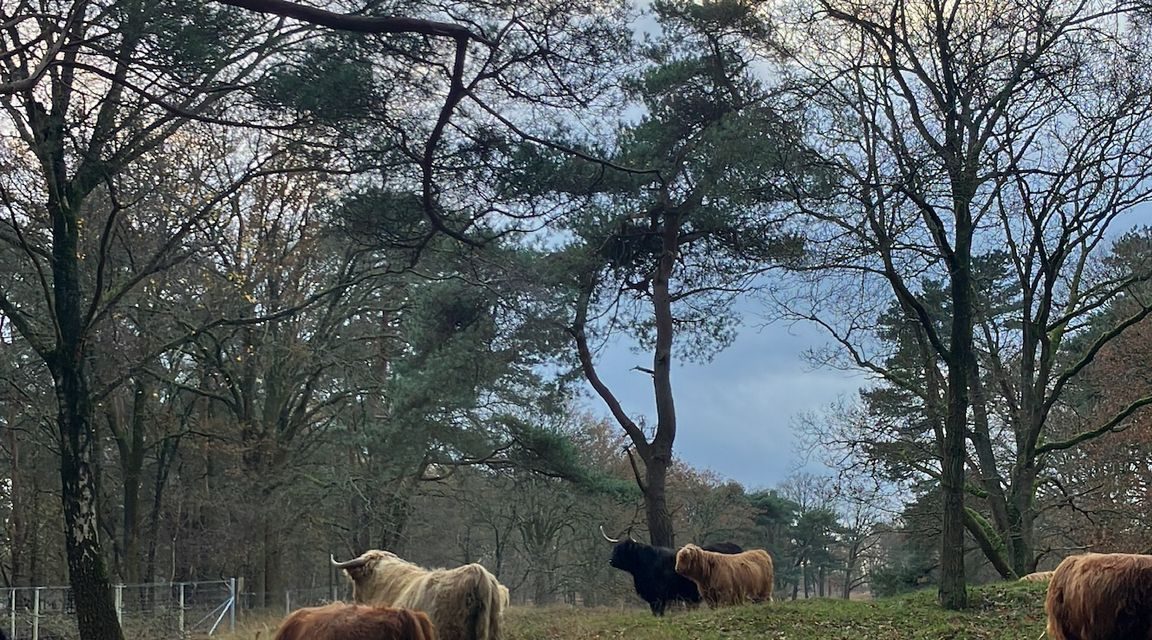 De komst Schotse Hooglander stier zorgt voor bescherming en verbinding