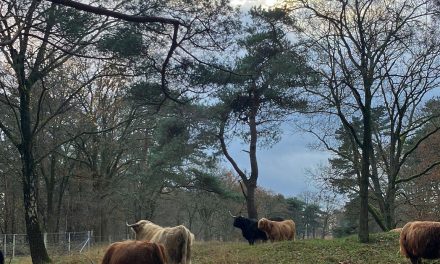 De komst Schotse Hooglander stier zorgt voor bescherming en verbinding