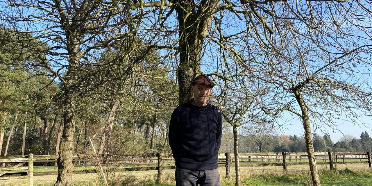 Hilversum wil 196 bomen kappen: ‘Vaak kiest de gemeente voor de kortste weg’