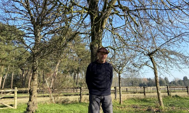 Hilversum wil 196 bomen kappen: ‘Vaak kiest de gemeente voor de kortste weg’