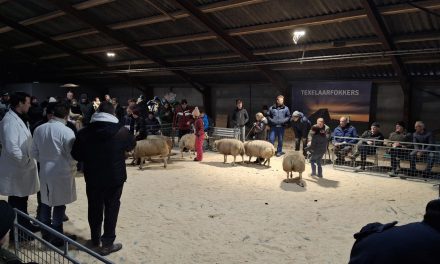 Hoop gemekker en gezelligheid bij Winterkeuring Texel