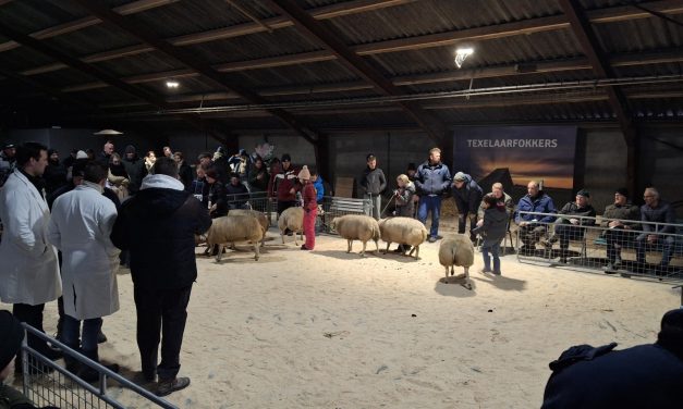 Hoop gemekker en gezelligheid bij Winterkeuring Texel