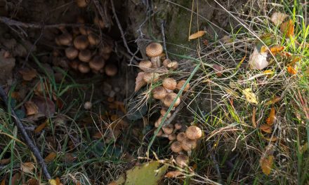 Hilversum krijgt nieuw natuurgebied met waterberging: ‘Het is een win-winsituatie’