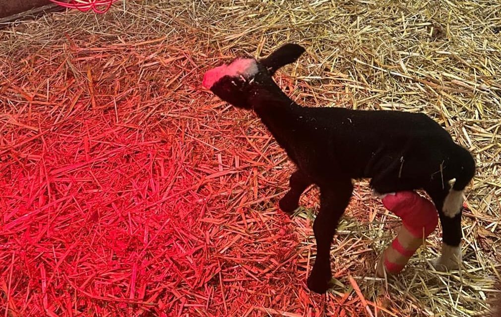 Pasgeboren lam heeft moeilijke start