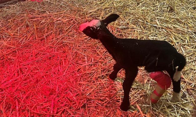 Pasgeboren lam heeft moeilijke start