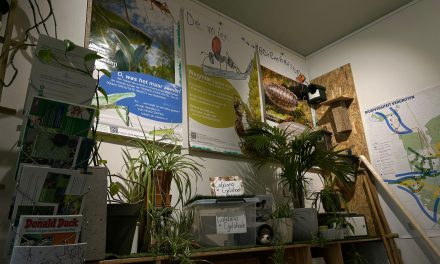 Tuinvogelspreekuur in Hilversum: “Ook zonder tuin kun je iets doen voor de natuur”