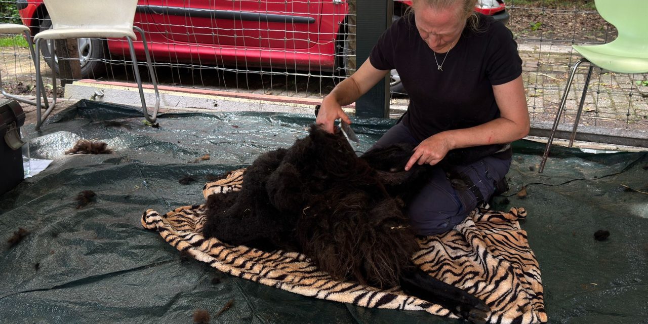Schaapscheerdersfeest moet dierenweide Zonnehoeve extra geld opleveren
