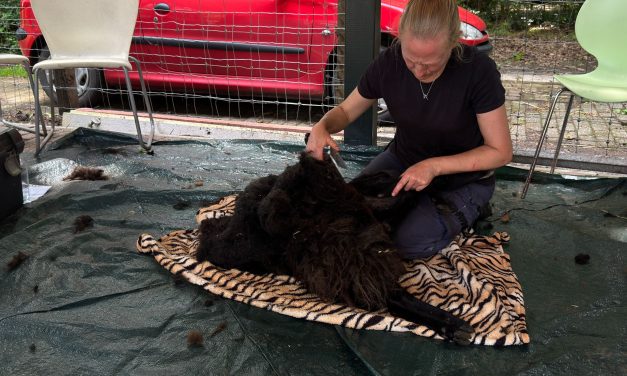 Schaapscheerdersfeest moet dierenweide Zonnehoeve extra geld opleveren