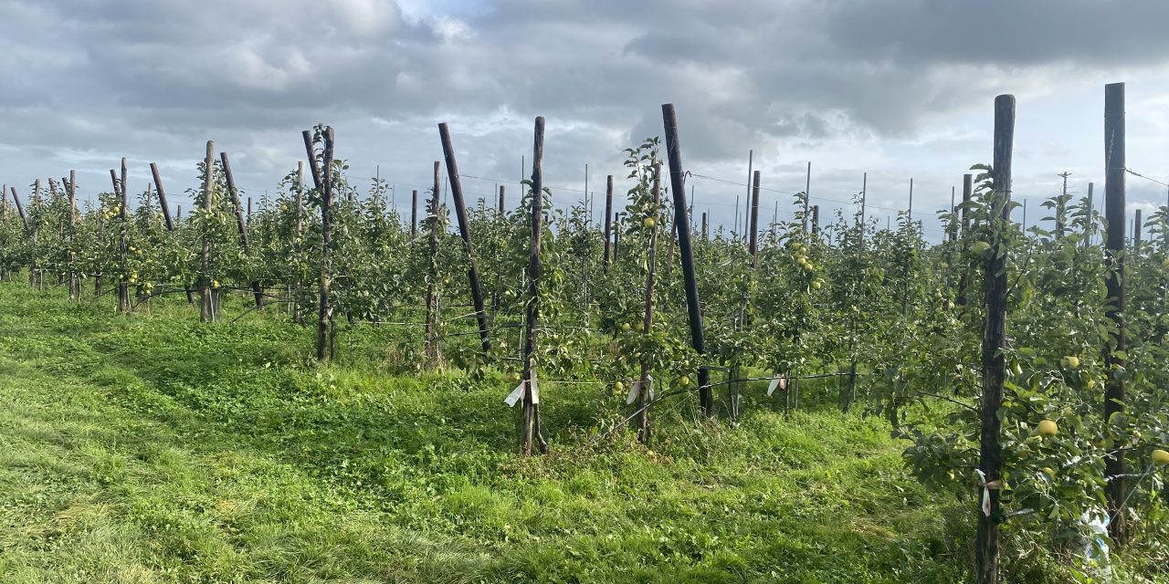 Nieuw appelras bij Boer Gijs in Houten.