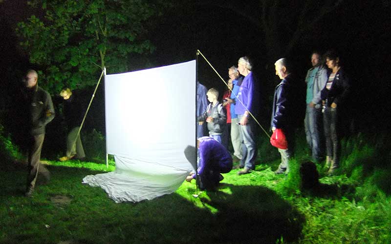 Ondanks gunstige omstandigheden tegenvallende opkomst tijdens Nachtvlinderwerkgroep in Houten