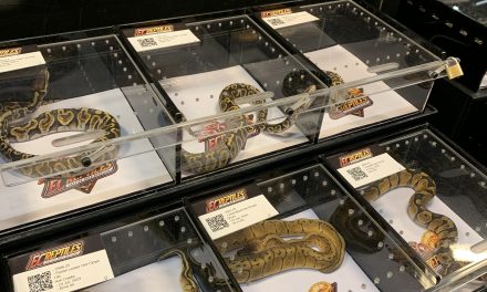 Slangen ge- en verkocht tijdens de Slangenbeurs in Expo Houten