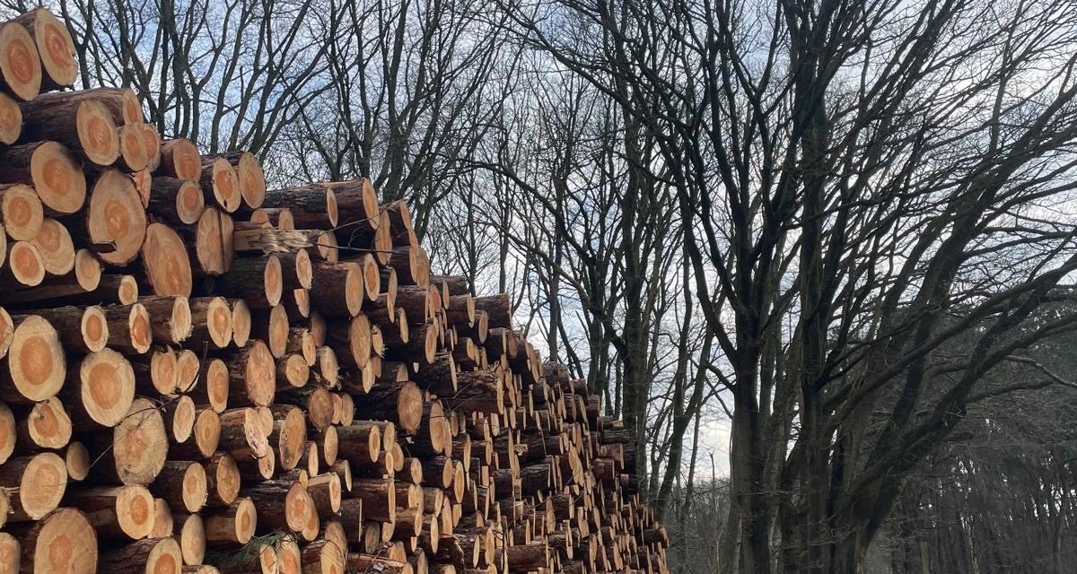 Hakken in Houten: dit gebeurd er in het Kooikersbos