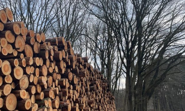 Hakken in Houten: dit gebeurd er in het Kooikersbos