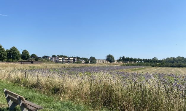 Is de weidevogel uitstervende in Houten?