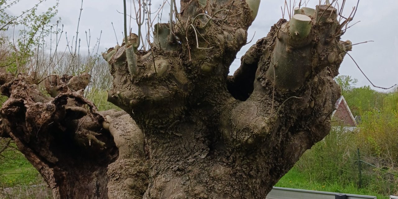 Groen erfgoed krijgt nieuw leven in Houten
