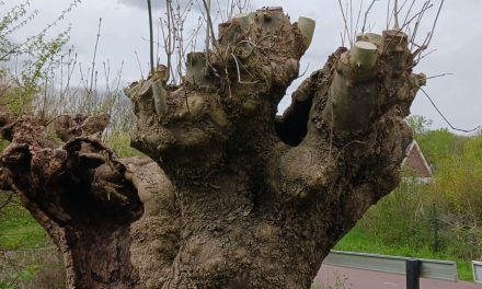 Groen erfgoed krijgt nieuw leven in Houten