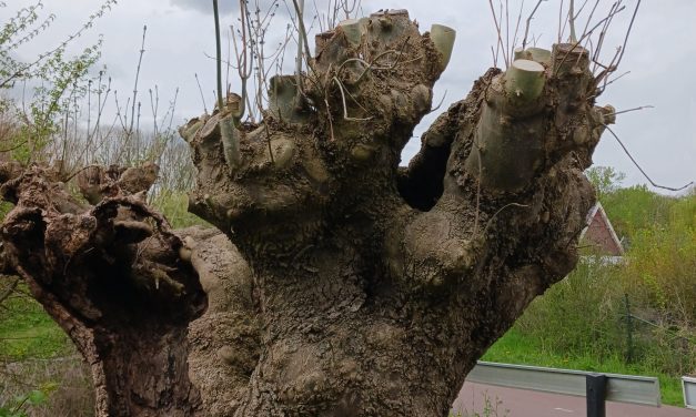 Groen erfgoed krijgt nieuw leven in Houten