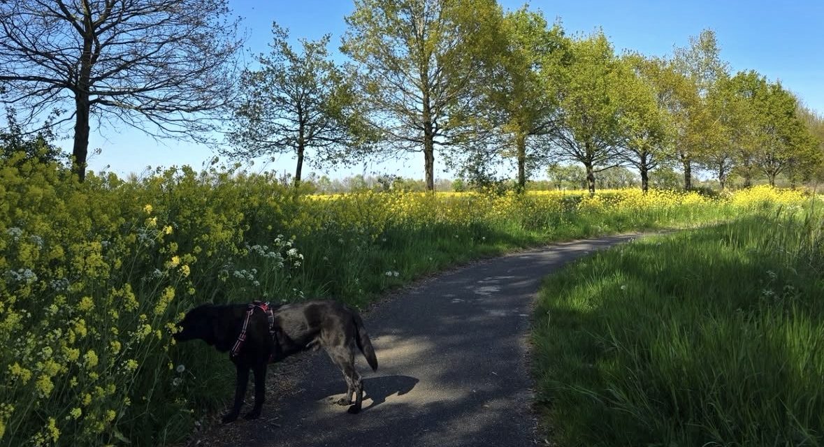 Meer dan een hulphond