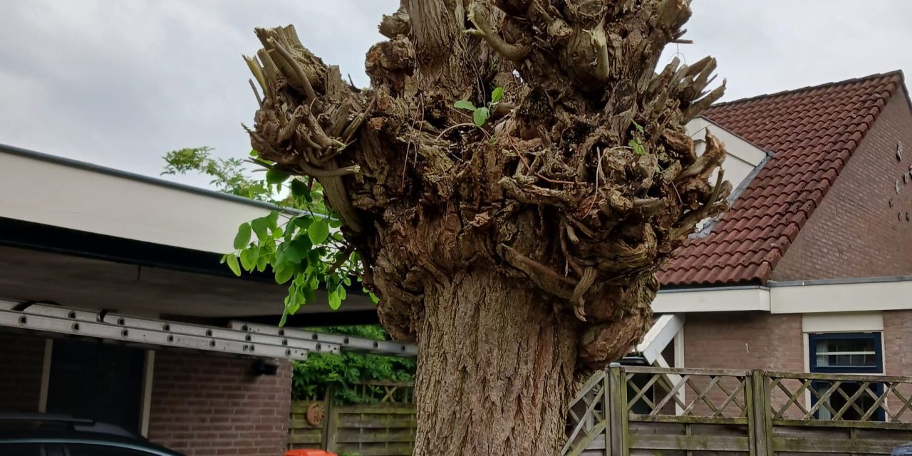 Groen erfgoed krijgt nieuw leven in Houten