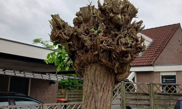 Groen erfgoed krijgt nieuw leven in Houten