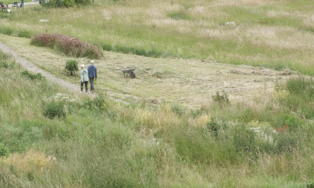 Millieuwerkgroep wil honden verbieden op natuurgebied Het Struweel