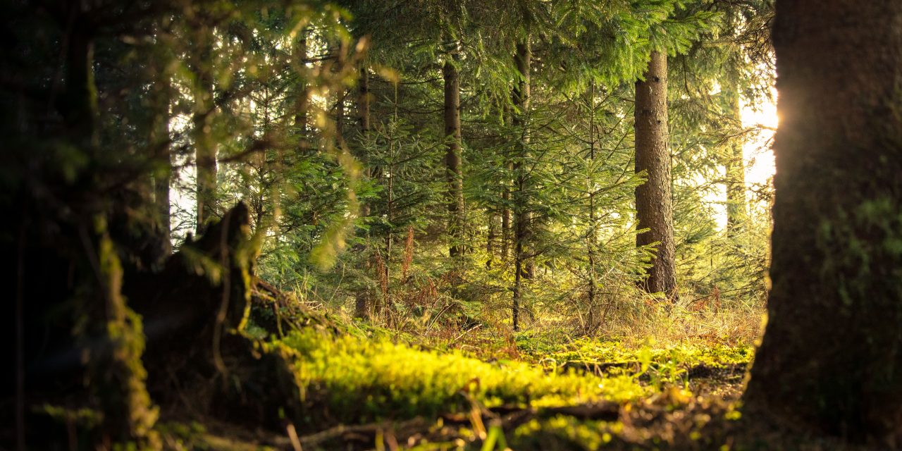 Buitendag Houten, hoe belangrijk is natuuronderwijs
