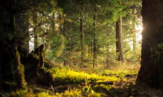 Buitendag Houten, hoe belangrijk is natuuronderwijs