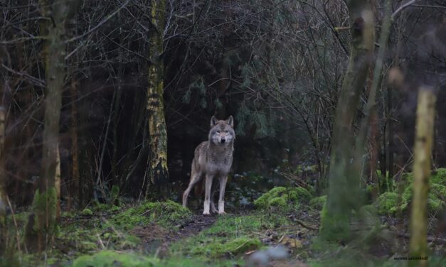 The European wolf: an unfamiliar new member of the forest