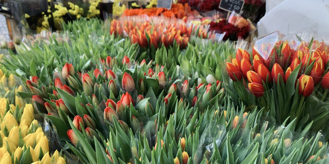 Tulipmania side effects: “The flowers symbolized strength, now they are the DNA of our culture”