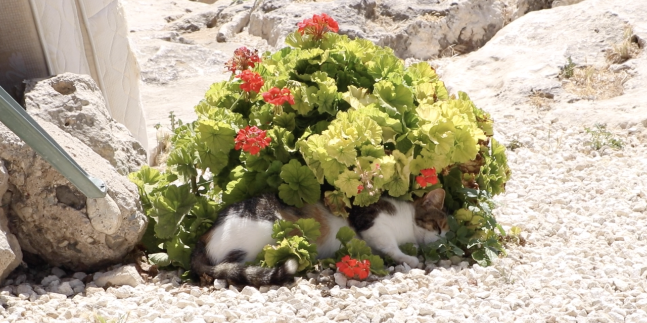 The Life of Stray Cats on Cyprus