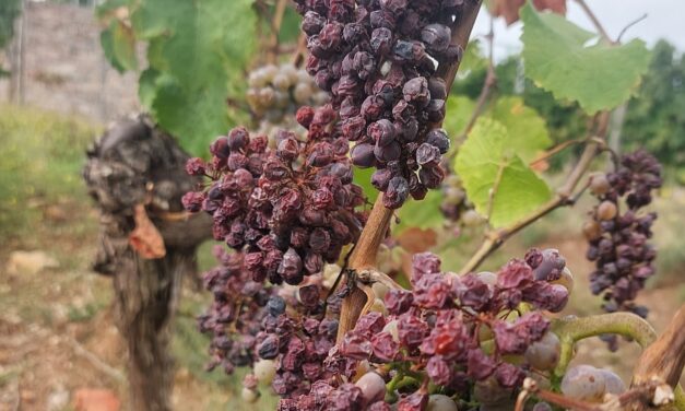 Droughts and heavy rains: Can viniculture handle the new climatic challenges?