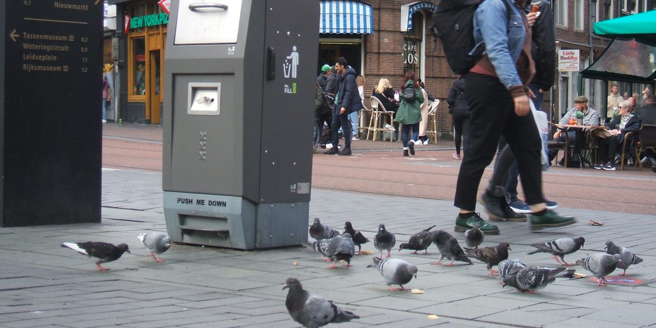 Why pigeons lose their toes and what it means for humans